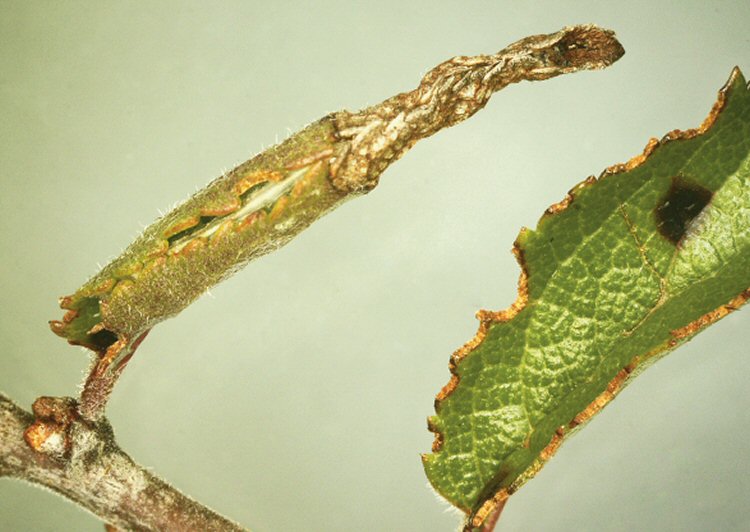 pod formed with silken lining