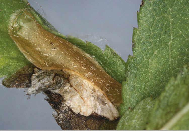cocoon