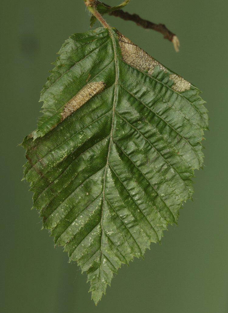 blotch and fold
