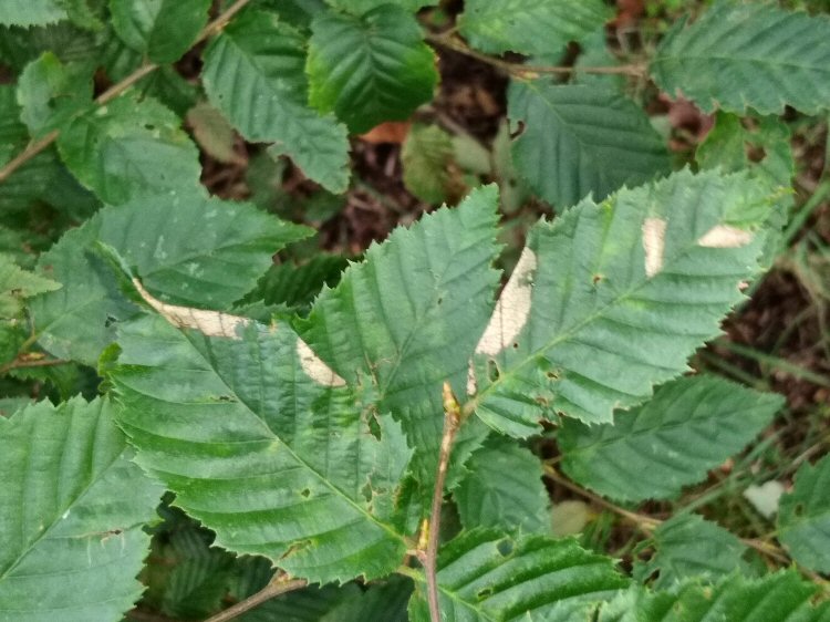 upper leaf surface