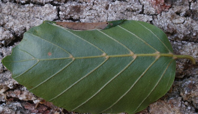 folds the leaf edge