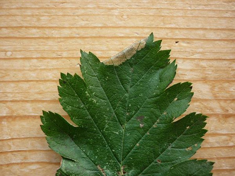 makes a fold at the leaf edge