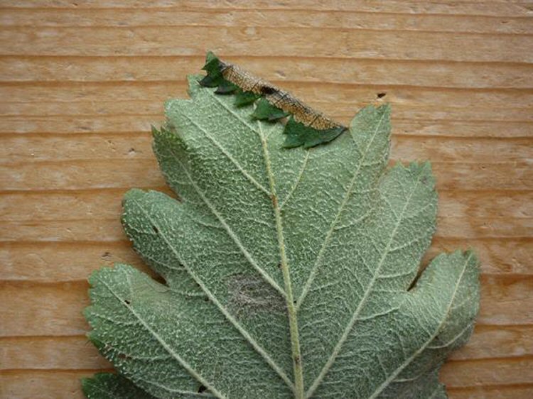 underside of leaf