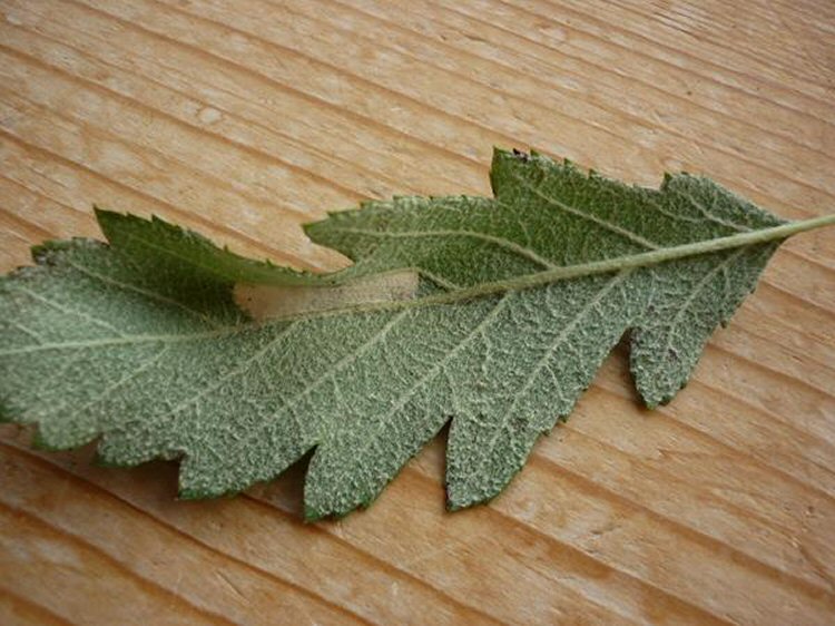 the leaf folds up