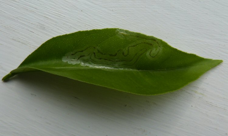twisting mines are made on the leaf surface