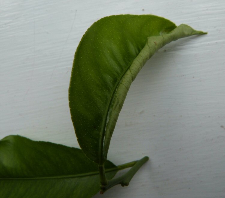 the leaf may distort