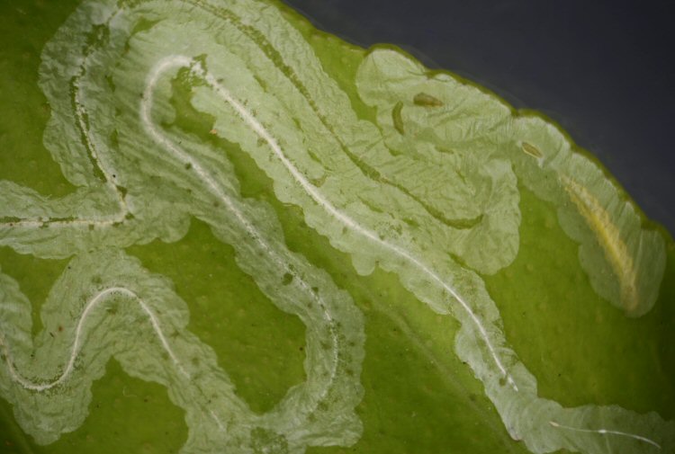 larva in mine