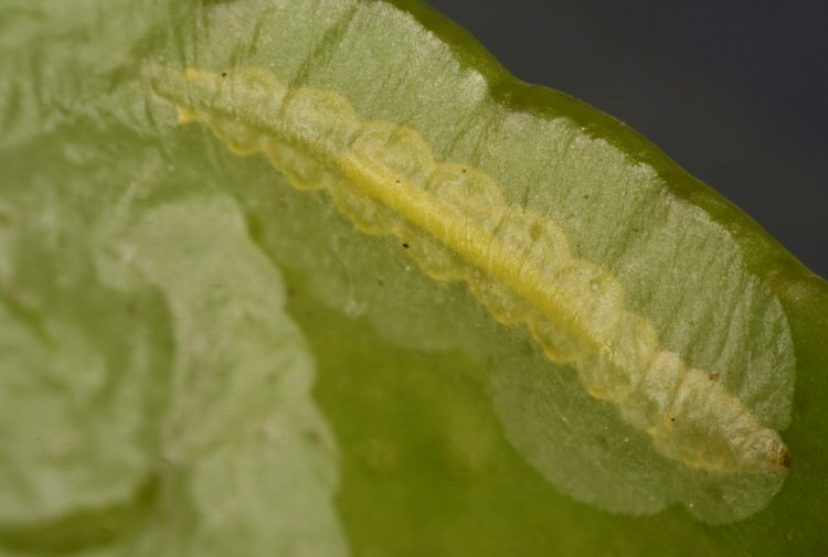 larva