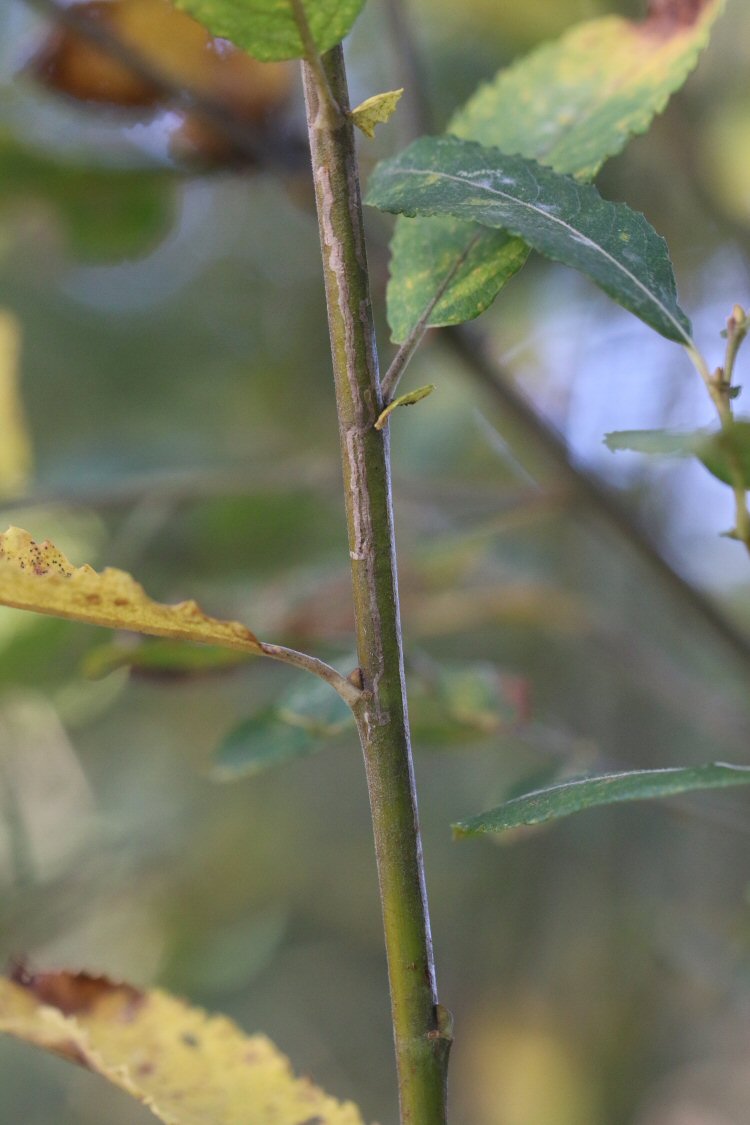 stem mines and then into leaf