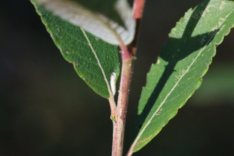 stem mine terminates in a leaf