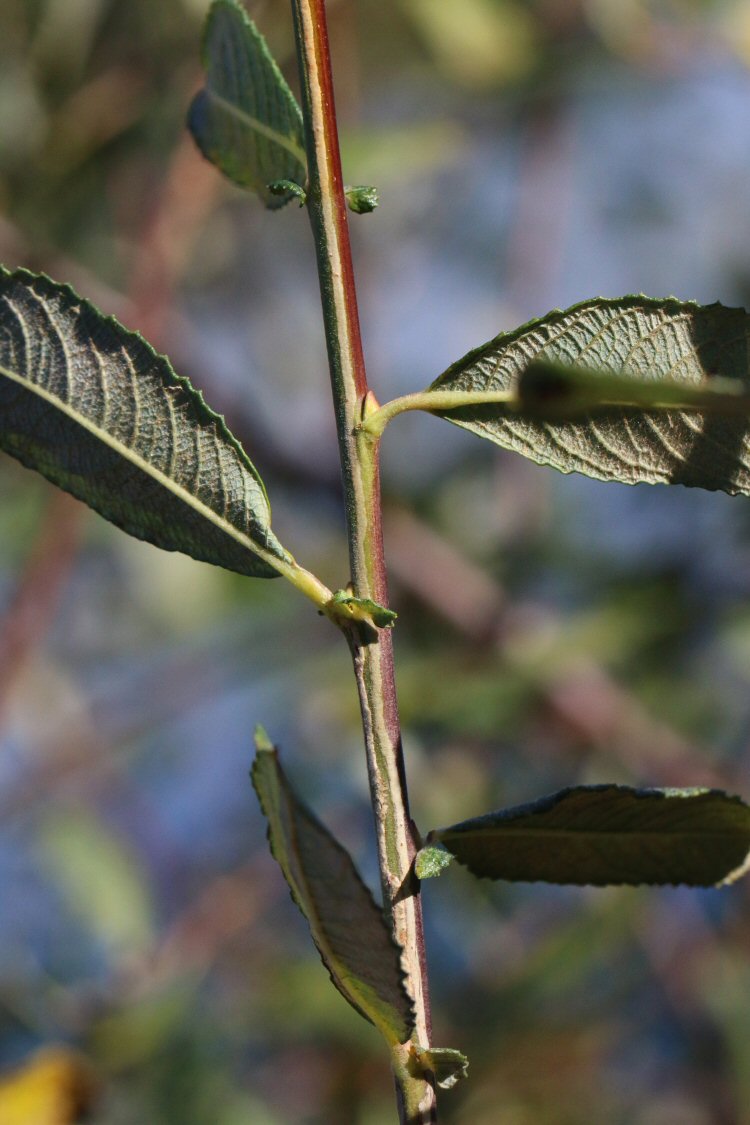 stem mine which terminates in a leaf