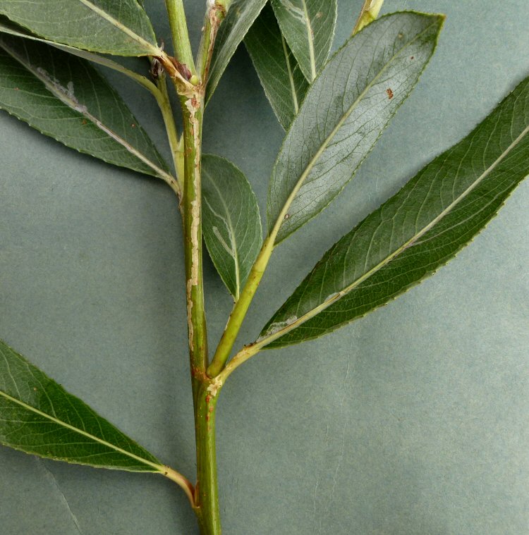 mine starts in leaf then moves up stem to another leaf
