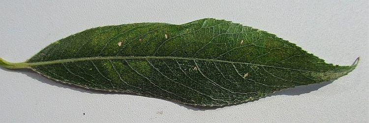 upper leaf surface