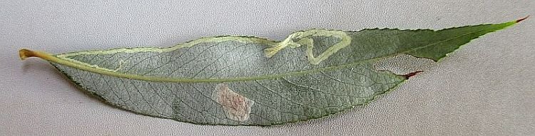 mine on lower surface