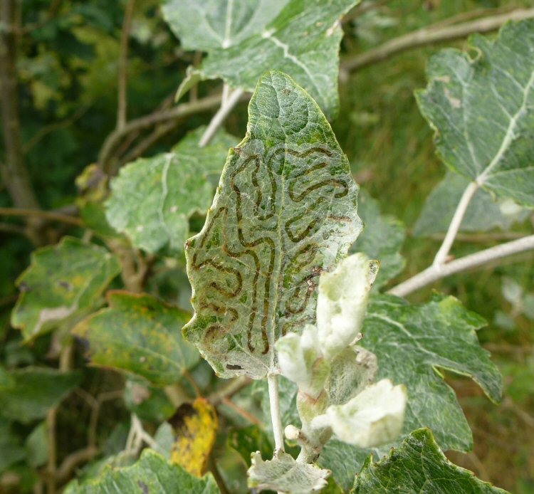 snail trail mine