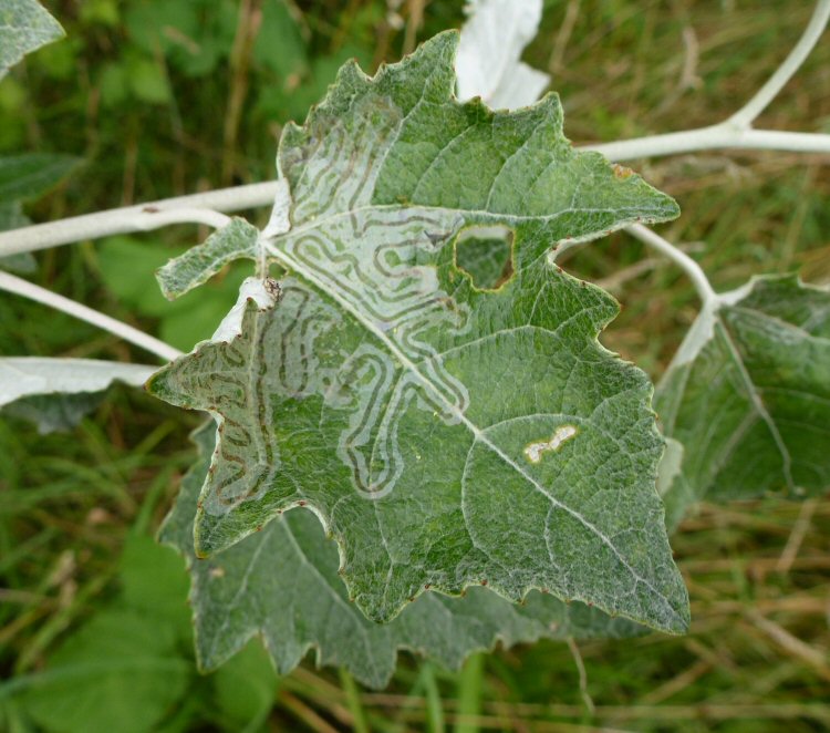 snail trail mine
