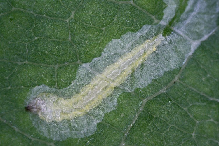 larva