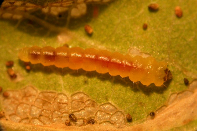 the larva is shown