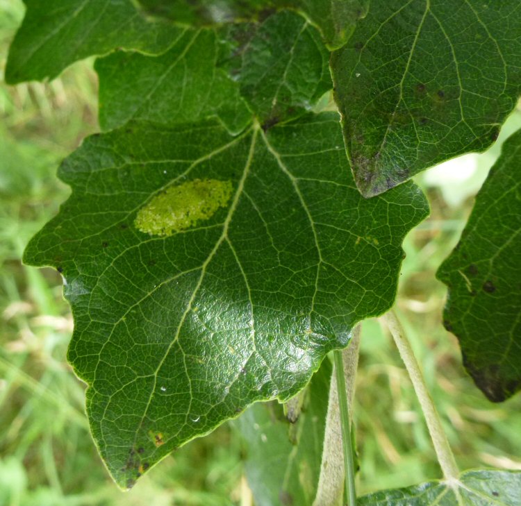 leaf surface may mottle