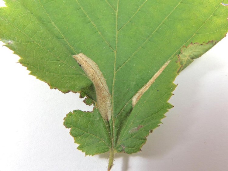 the leaf may curl upwards