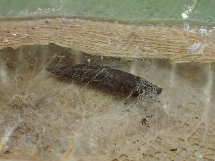 pupa