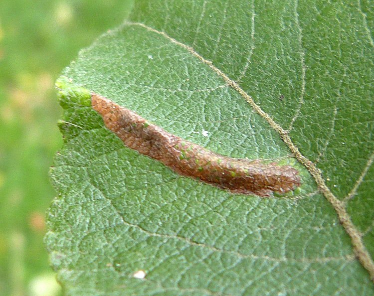upper surface