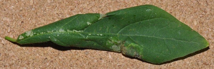 leaf curled over due to large mines