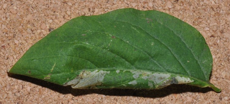 leaf curled due to mine formation