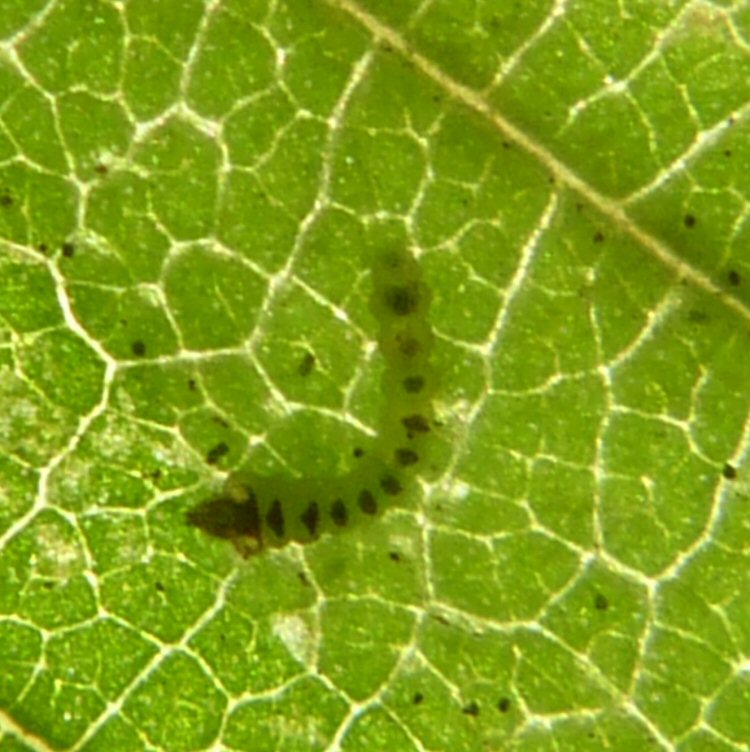 early instar larva