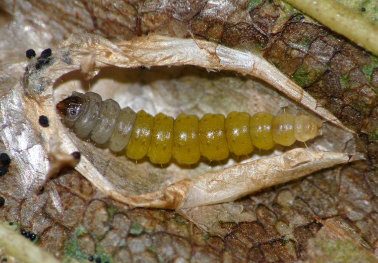 larva