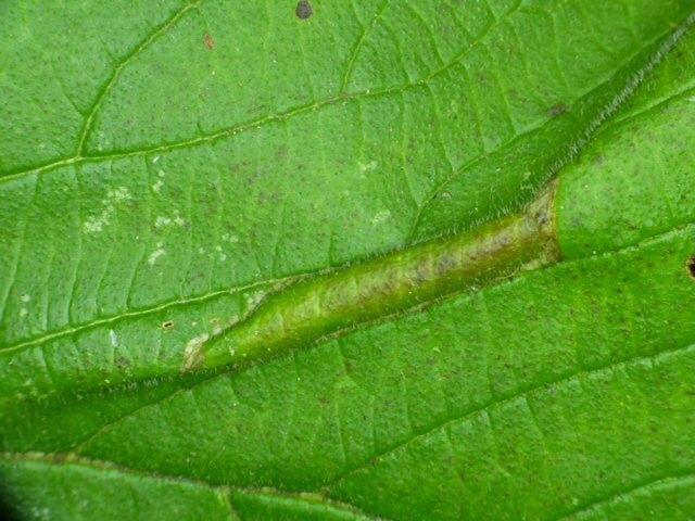 top surface of leaf