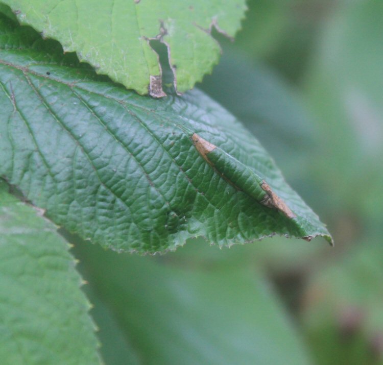 upper leaf surface