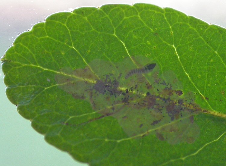 larva in mine