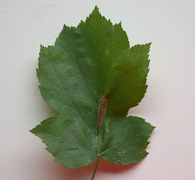 a log narrow mine which causes the leaf to contract and fold
