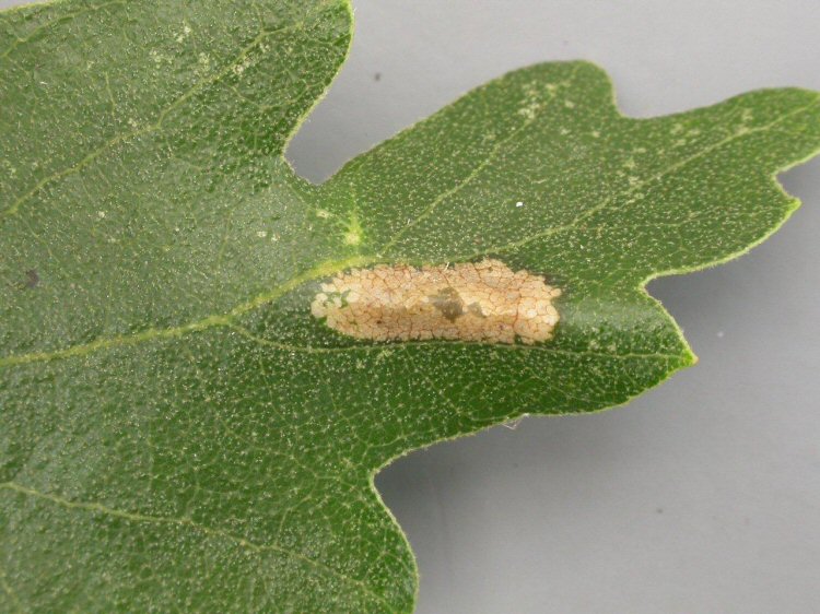 upper surface