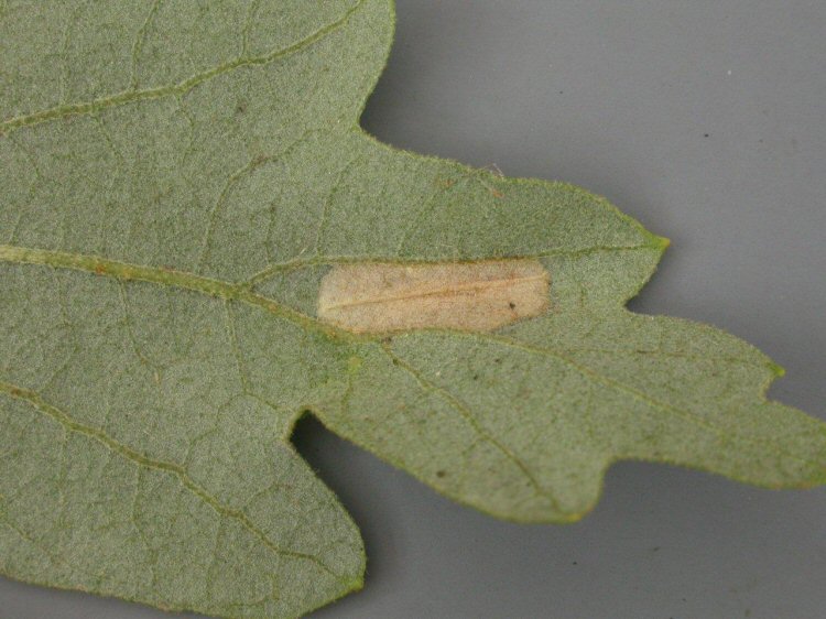lower surface