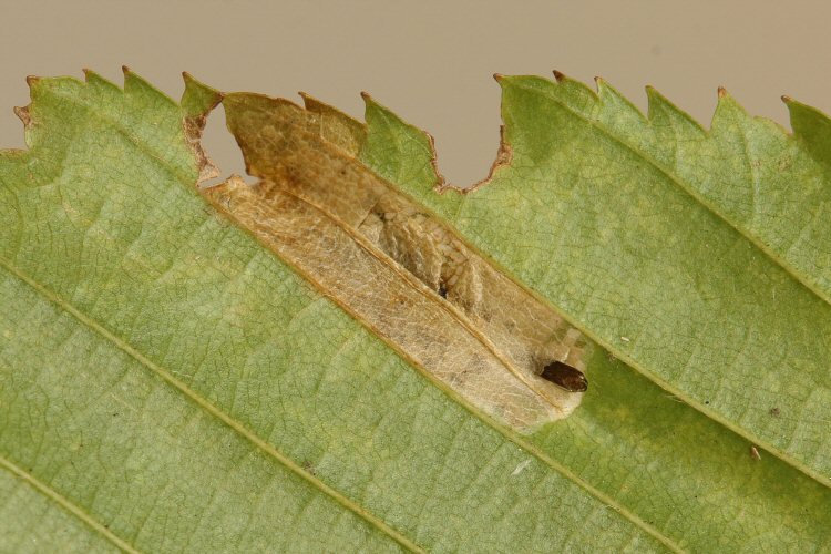 ine with exuviae