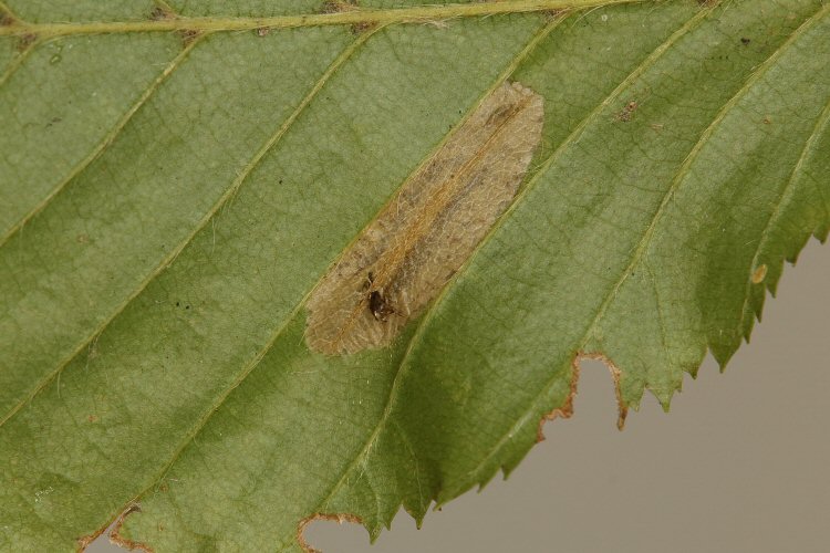 mine with exuviae