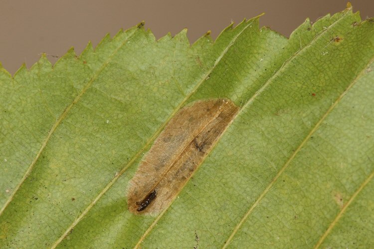 mine with exuviae