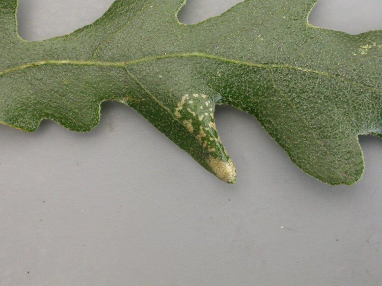 upper surface of mine