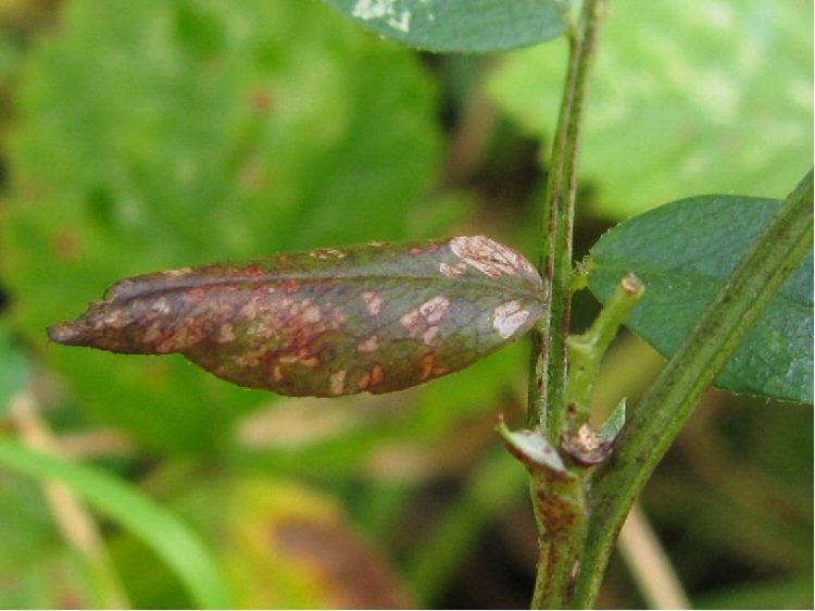 top of leaf