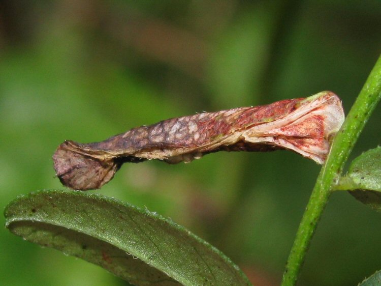 the leaf rolls up