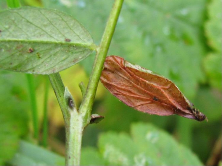 bottom of leaf