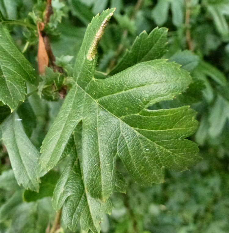 leaf edge curls over
