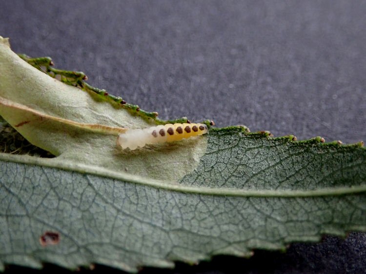 larva