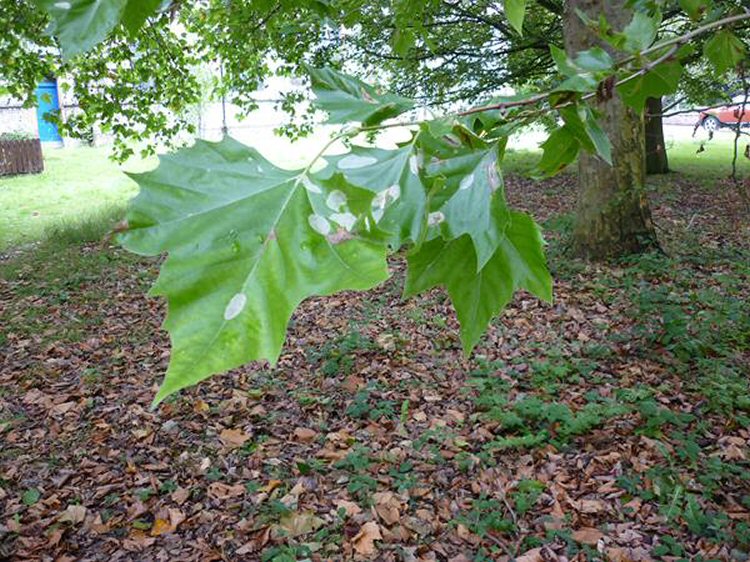makes large blotch miones