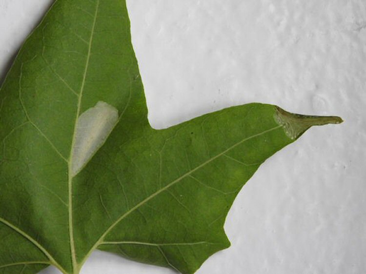 underside of leaf