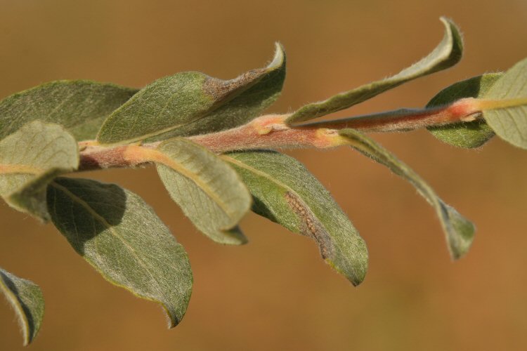 leaves distort