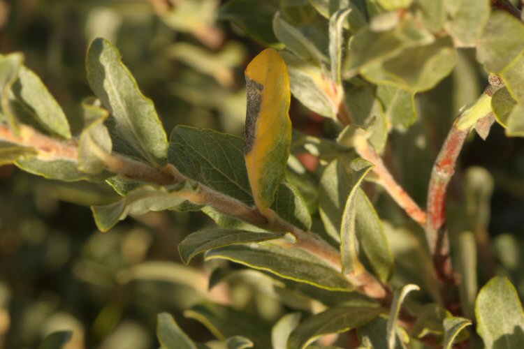 leaves turn yellow