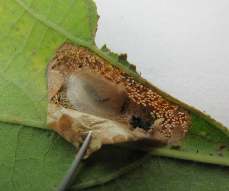 cocoon
